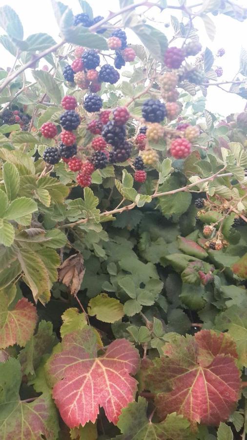 Nuriel Fruit & Guest House Sheʼar Yashuv Eksteriør billede